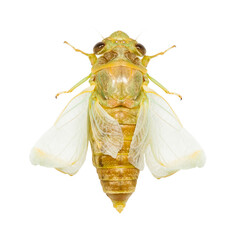 Isolated of macro image newly emerge cicada on white background - 638276398