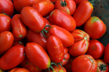 Different type of ripe red Tomatoes. Harvesting tometoes on summer 