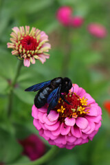 Blue and black Carpenter bee on pink Zinnia flower in the flowerbed. Xylocopa violacea on summer