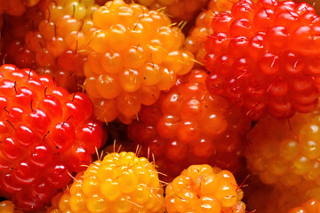 Salmonberries (Rubus spectabilis), sometimes called thimbleberries or Alaskan berries, are a type...