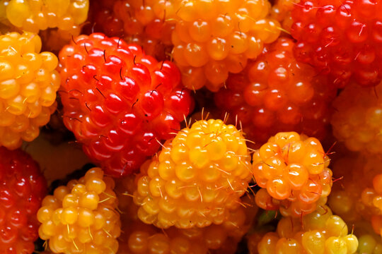 Salmonberries (Rubus spectabilis), sometimes called thimbleberries or Alaskan berries, are a type of fruit  similar in size and shape to raspberries. 