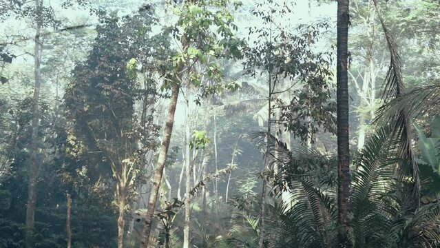 Morning sun shines on the trees in the middle of a tropical rainforest in Indonesia. Rays of light B-roll