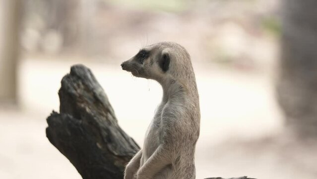 Vigilant meerkat looking out for potential danger