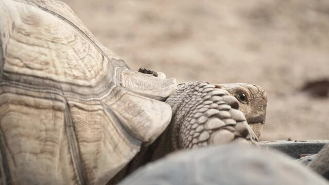 Close-up slow motion shot of a small tortoise in sand, surrounded by other tortoises