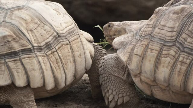 Tortoise walking through sand looking for food and mate
