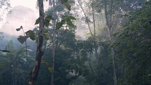 Morning sun shines on the trees in the middle of a tropical rainforest in Indonesia. Rays of light B-roll