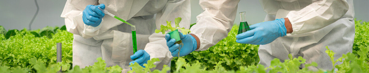 Two scientists holding test tube and using solution with hydroponic vegetables to examining quality