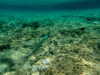 Fototapeta na wymiar Blue-spotted whistle fish in a coral reef in the Red Sea