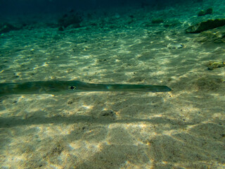 Fototapeta premium Blue-spotted whistle fish in a coral reef in the Red Sea