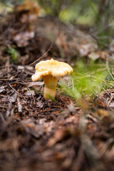 Chanterelle mushroom. Yellow mushroom in the forest