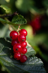 Red currant berries on green background. Juicy red berries