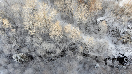 Aerial view of forest in early winter in Sweden. Nature drone photography taken in November. Bird's eye view of trees covered with snow and frost, sunlight hitting tree tops. 16:9 format.