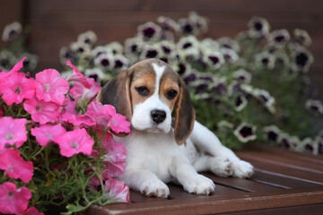 A cute little little puppy of a big in the garden. Cute puppy in nature