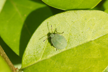 Nymph of a Green shield bug (Palomena prasina), family Pentatomidae on a yellow green leaf of a privet shrub. Summer, August, Dutch garden.