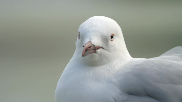 Extreme close up of a Red-billed Gull in New Zealand