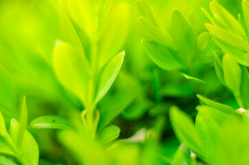 Fototapeta na wymiar A green juicy leaves on a decorative bush