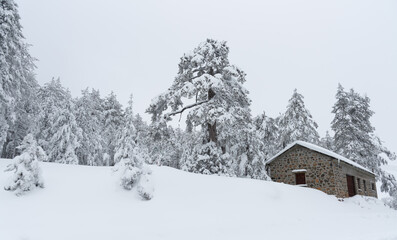 Naklejka premium Snowy forest landscape with holiday chalet covered in snow. wintertime in the mountain