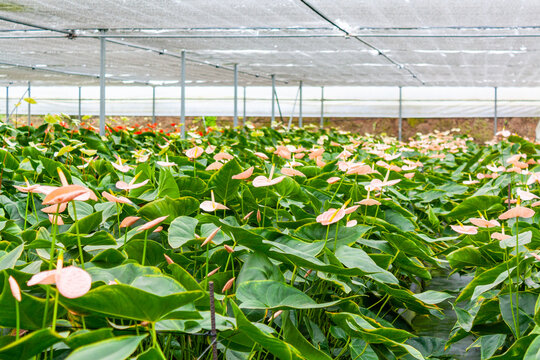 Anturios o Anthurium en Viveros de Chiapas