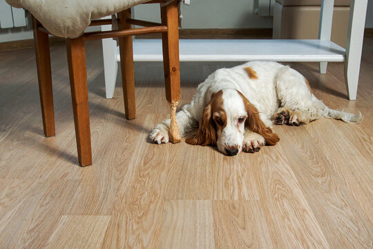 A young dog chewed on a chair leg.