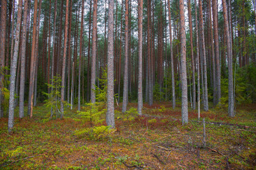 Pine forest. Pine trees grow in their natural environment.