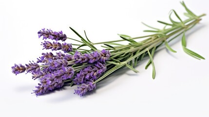 Fototapeta premium lavender flower on white background 