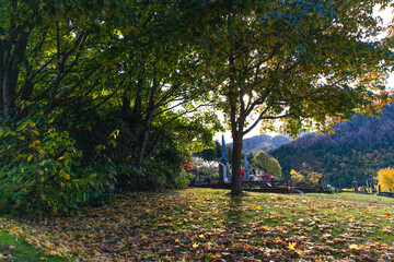 autumn park in the city