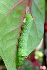 A green hawk moth caterpillar