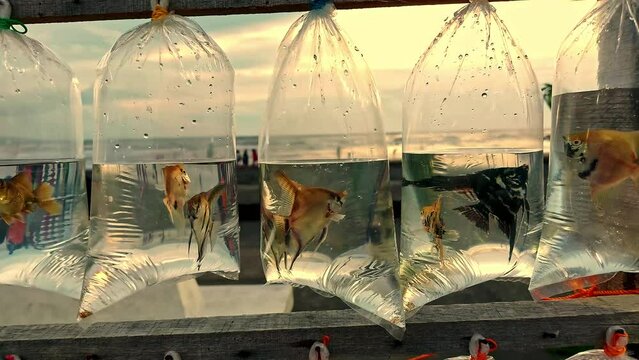 Angelfish or Pterophyllum Cichlidae in plastic bag containers sold as aquarium pet fishes in the boulevard in Dipolog City Philippines