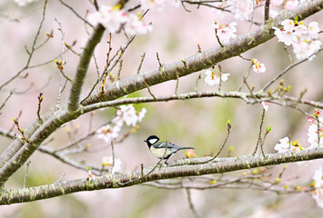 桜の木にとまるシジュウカラ