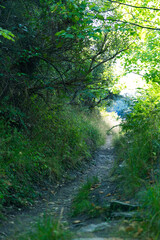 morning in the forest