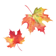Fototapeta premium Maple leaf autumn. Watercolor illustration on a white background. Thanksgiving Day. Forest.