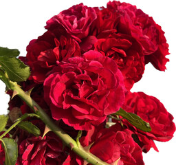 bouquet of red roses - obrazy, fototapety, plakaty