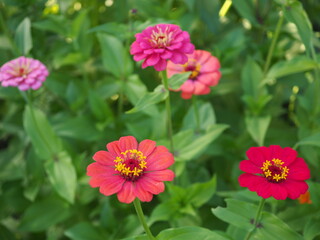 Obraz premium Beautiful zinnia flower in the garden. Closeup photo, blurred.