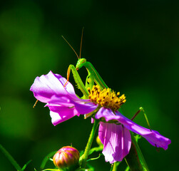 Common praying mantis, Mantis religiosa. Large predatory insect. The forelimbs are adapted for grasping food.