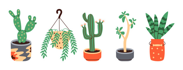 Succulents of various shapes, Potted plants, Cactus potted. Blooming cacti, popular house plants.