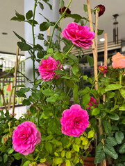 Fototapeta na wymiar Deep pink color petal of Gabriel Oak rose,English plant species