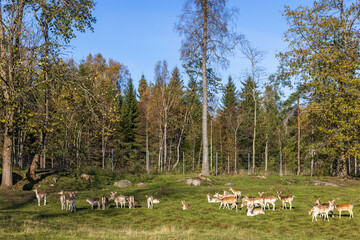 Meadow in a forest with a herd of Fallow deers