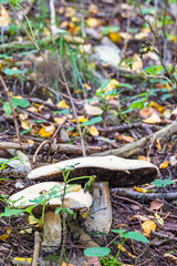 Agaricus mushrooms in the forest