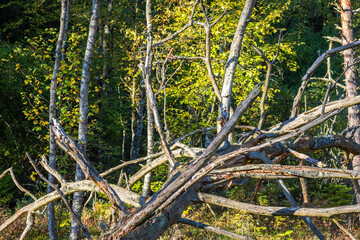 Fallen tree snag by the forest edge