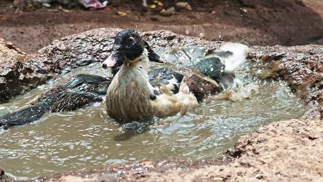 Domestic ducks splash in a muddy puddle in a Nairobi slum in Kenya, Africa
