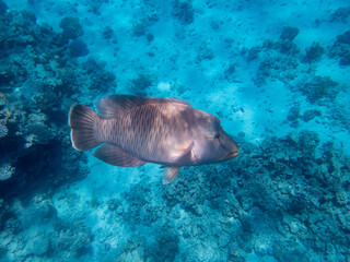 Napoleon fish in the depths of the Red Sea