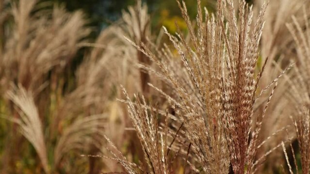 Silver grass flower blowing in the wind. Beautiful spring tall grass flower swaying by blowing wind outdoors. Silver or gold reed grass. Abstract natural 4k video background earth tones 