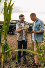 Inspectors are working in the corn field.
