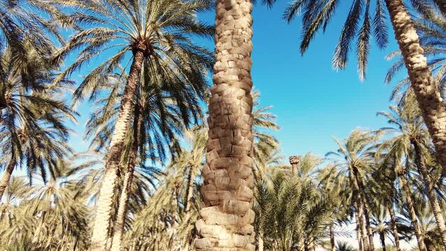 date palm plantation deglet nour with sun rays in the region of biskra algeria