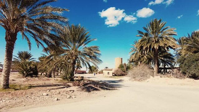 date palm plantation deglet nour in the region of biskra algeria