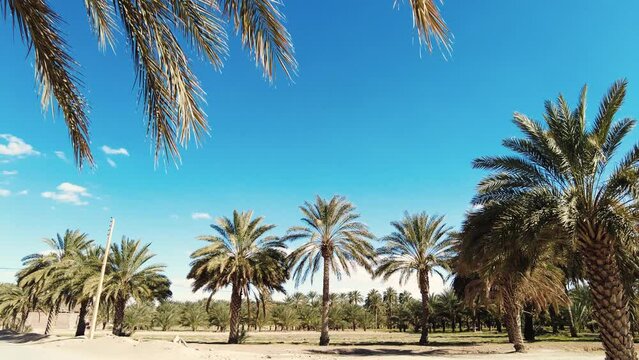 date palm plantation deglet nour in the region of biskra algeria