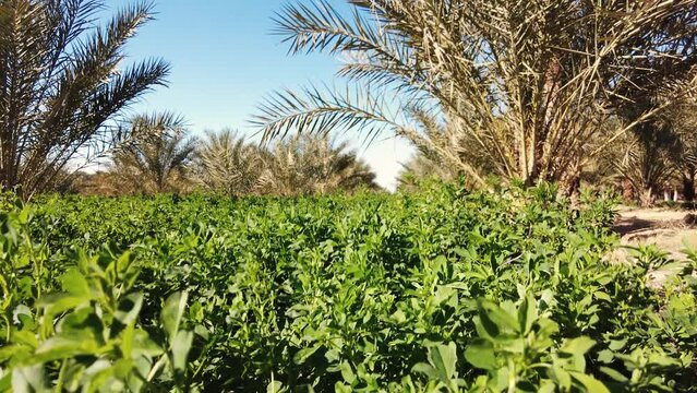 date palm plantation deglet nour in the region of biskra algeria