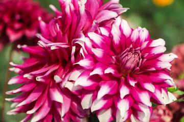 Bloom of dahlia flower in garden