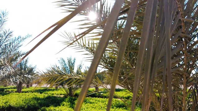 date palm plantation deglet nour in the region of biskra algeria