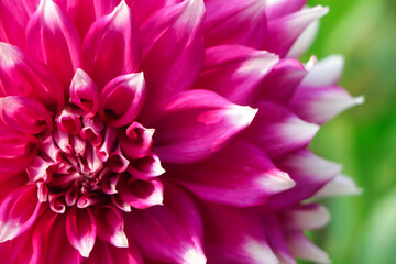 Fototapeta premium Dahlia flower closeup with copy space